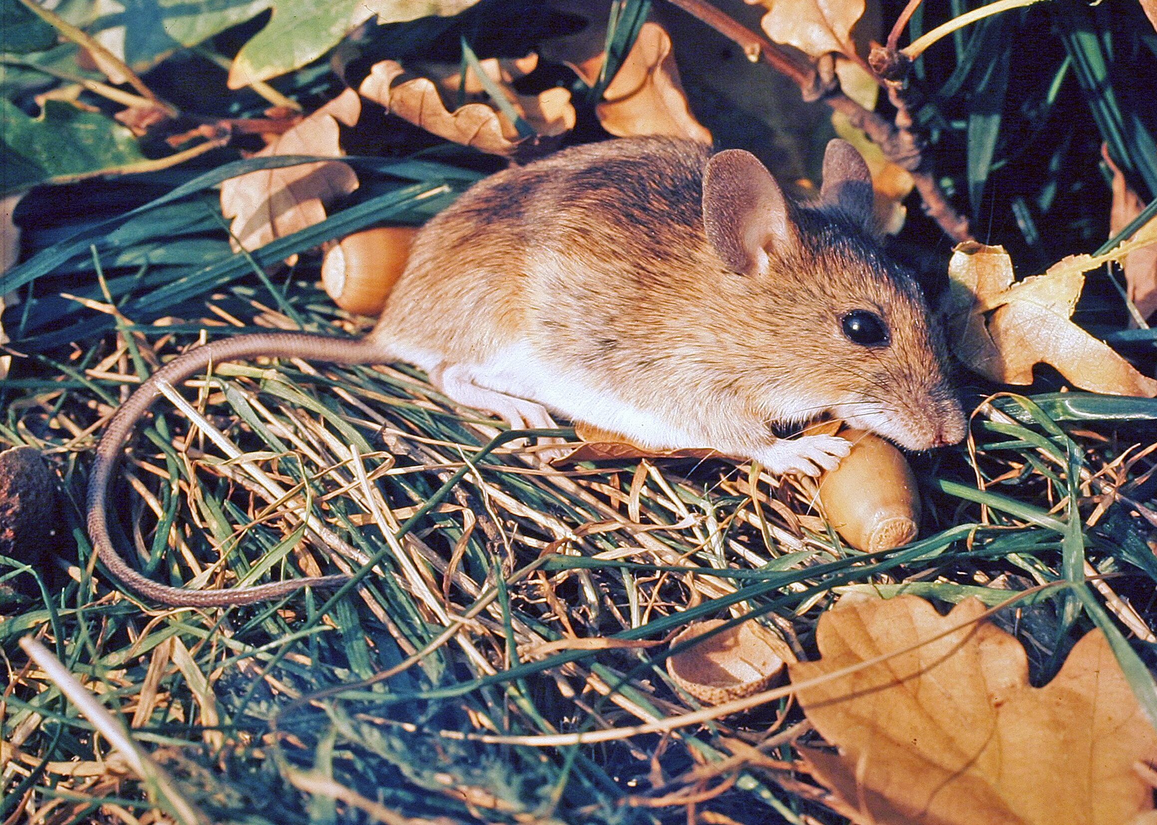 Erdei egerek – apró gyűjtögetők